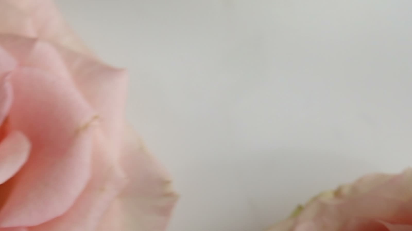 A dew drop resting on a rose petal