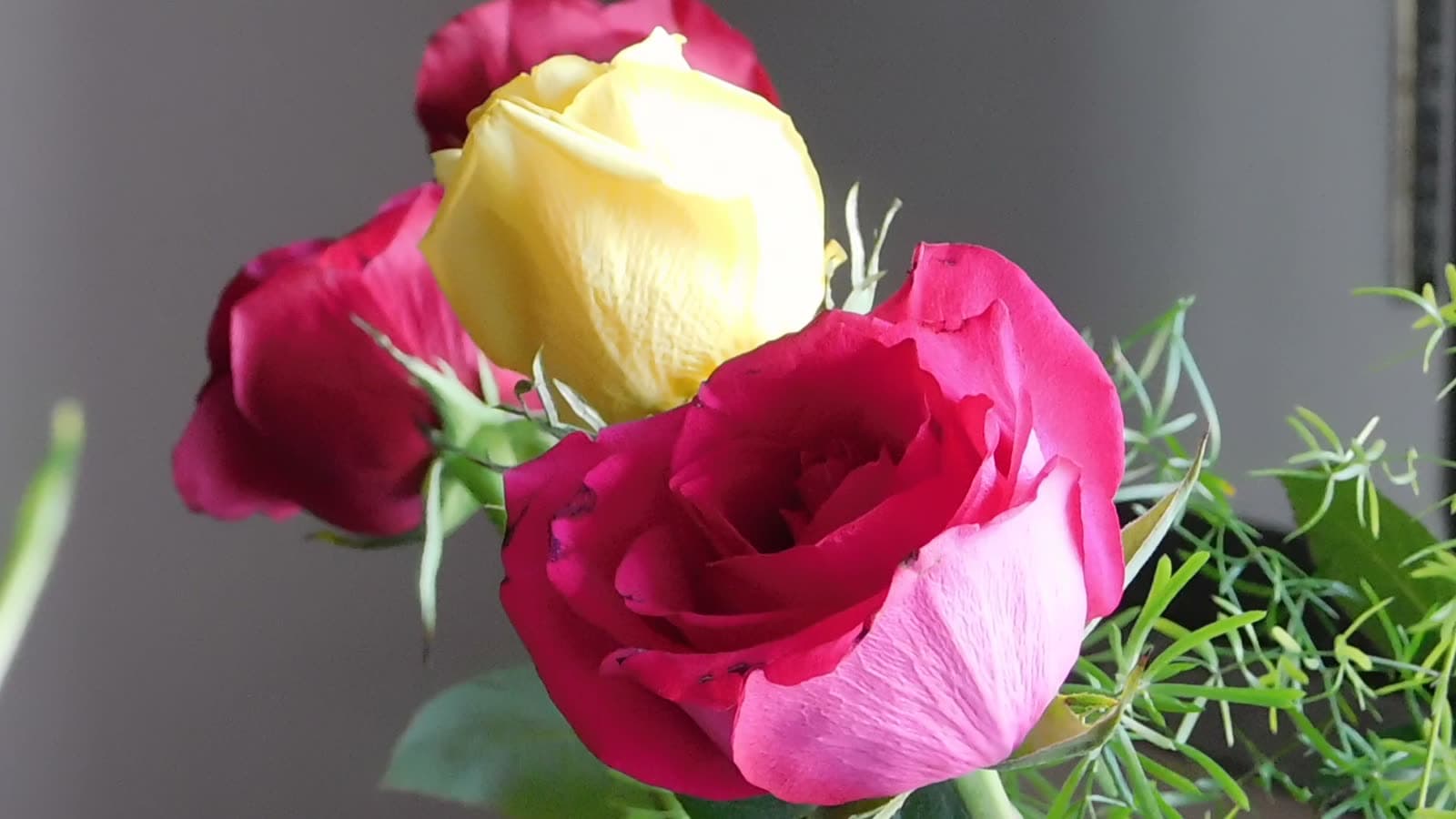 A luxury bouquet of garden roses in soft studio light